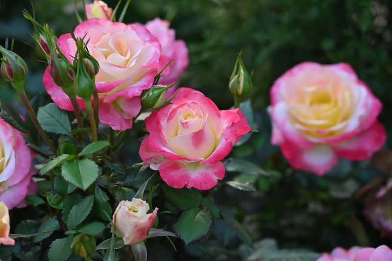 Stopping Rose Fertilizing Before The Month Ends Stopping Rose Fertilizing Before The Month Ends