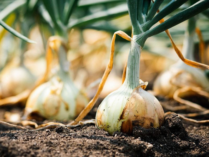 Storage Onions Are Near Harvest Storage Onions Are Near Harvest