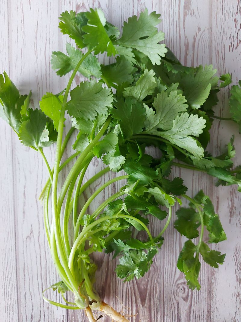 Storage Tips That Extend Cilantro's Freshness Storage Tips That Extend Cilantro's Freshness