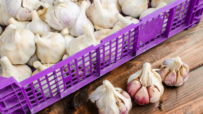 Store Only Firm Undamaged Bulbs Store Only Firm Undamaged Bulbs