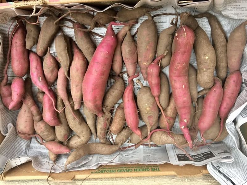Store Sweet Potatoes In A Warm Dry Place Store Sweet Potatoes In A Warm Dry Place