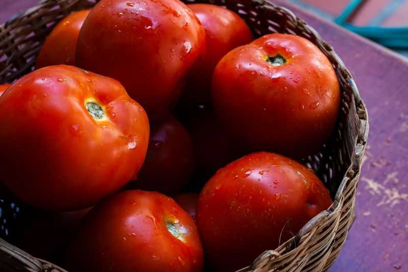 Storing Freshly Picked Tomatoes So They Keep Ripening Indoors
