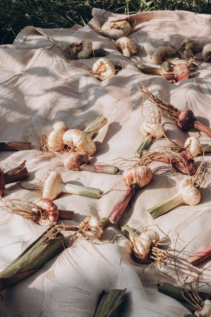 Storing Your Garlic Order Until Planting Day