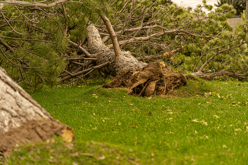 Storm Damage Often Points Straight Back To Poor Planting Choices