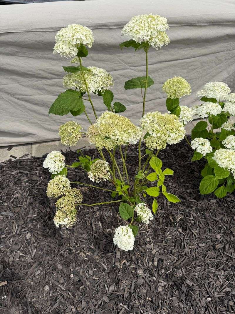 Storm Pruning Means Removing Broken Stems, Not Reshaping The Whole Shrub Storm Pruning Means Removing Broken Stems, Not Reshaping The Whole Shrub