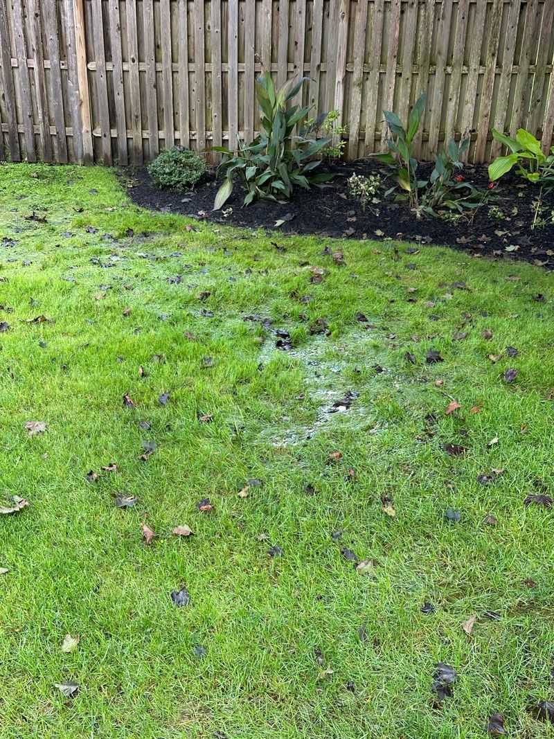 Storm Rain Can Refill The Root Zone