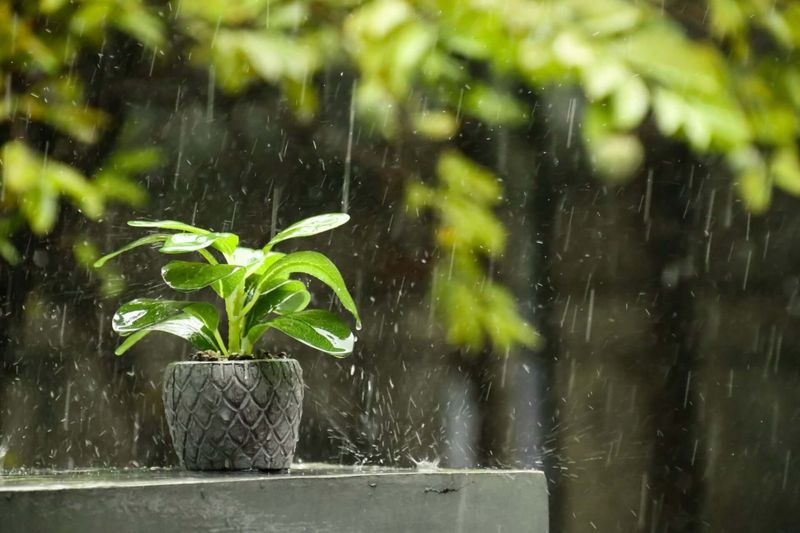 Storm Rain Counts Toward The Weekly Total Storm Rain Counts Toward The Weekly Total