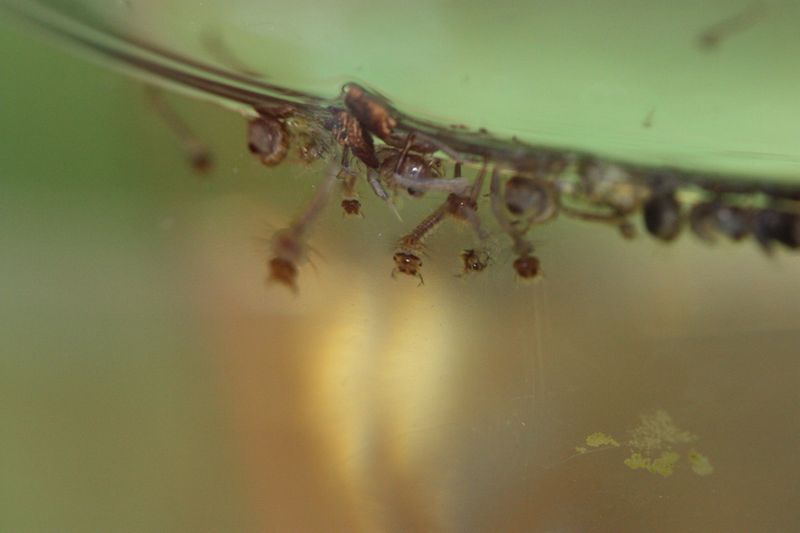 Storms Trigger Fresh Mosquito Hatches