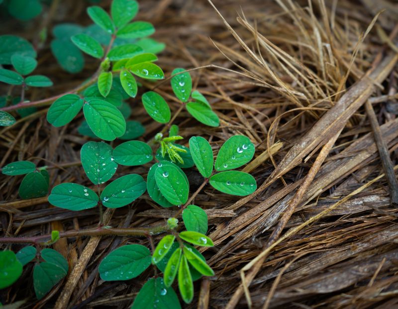 Straw Keeps Soil Moisture Locked In During Dry Spells