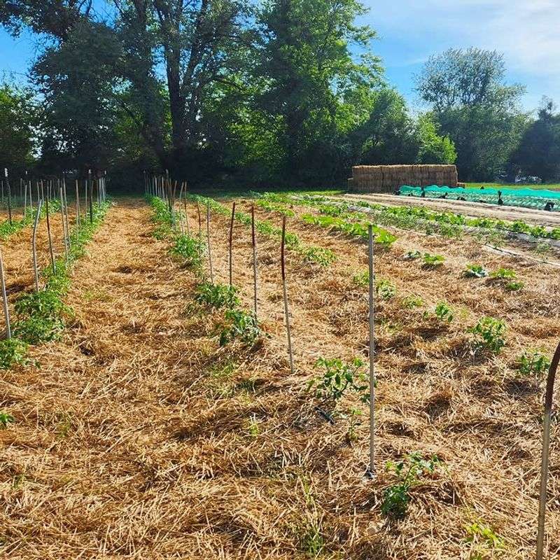 Straw Slows Evaporation During Dry Summer Stretches