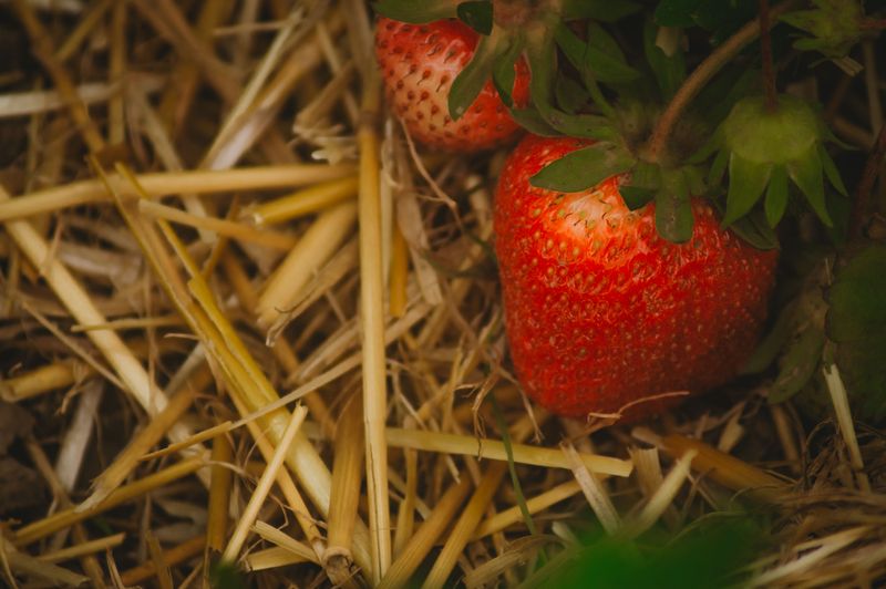 Straw Versus Wood Chips For Summer Soil Protection