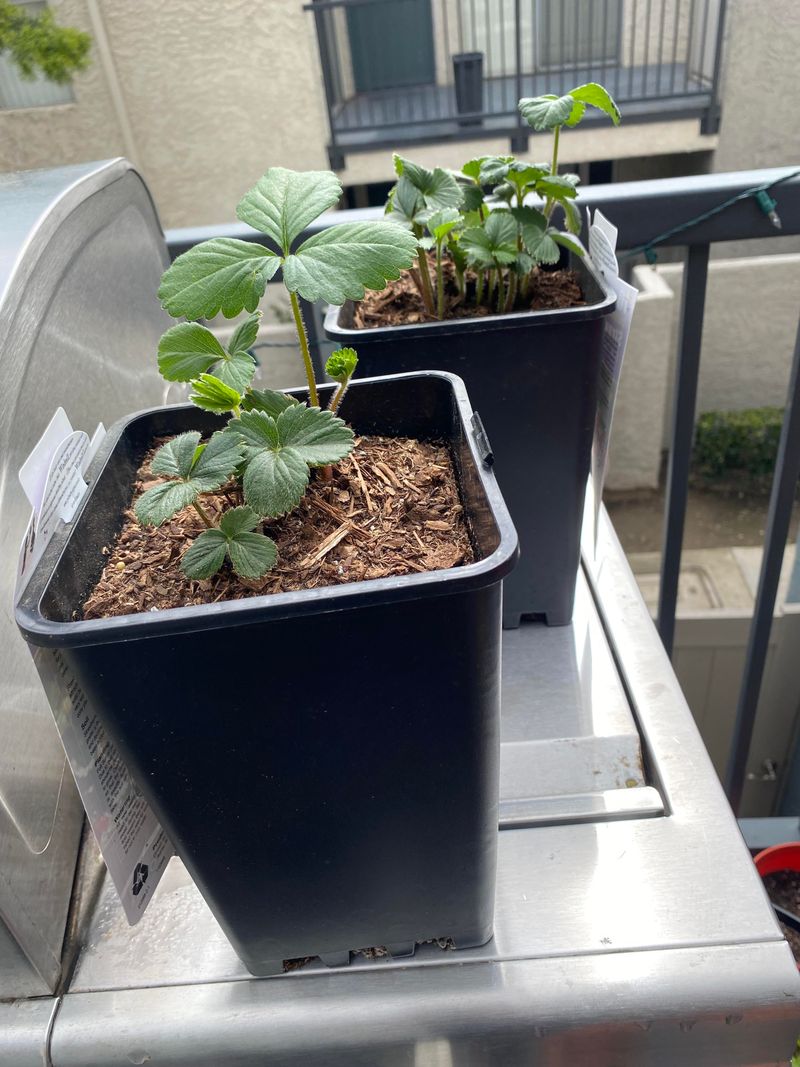 Strawberries Dry Out Too Quickly