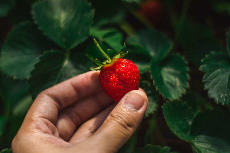 Strawberries Strawberries