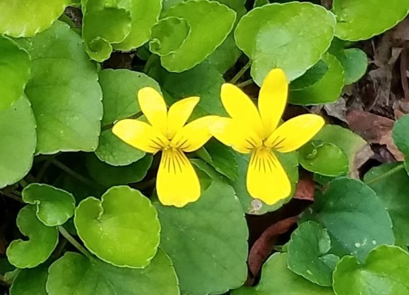 Streambank Violet Fills Damp Pathside Gaps Streambank Violet Fills Damp Pathside Gaps