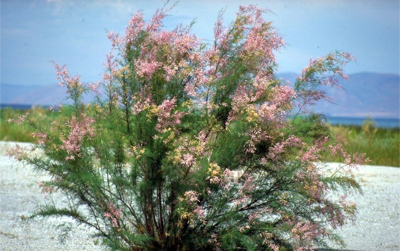 Streambanks Give Tamarisk A Foothold Streambanks Give Tamarisk A Foothold