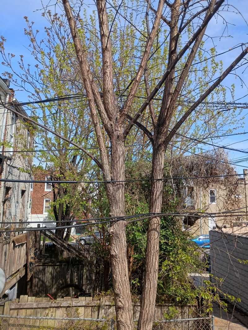 Street Trees May Need A Permit Street Trees May Need A Permit