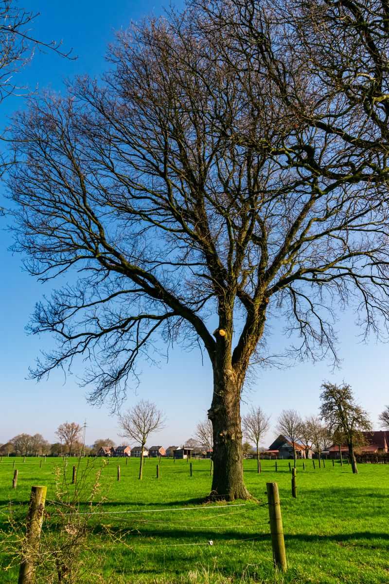 Strengthens Storm Resilience Against Wind And Ice Strengthens Storm Resilience Against Wind And Ice