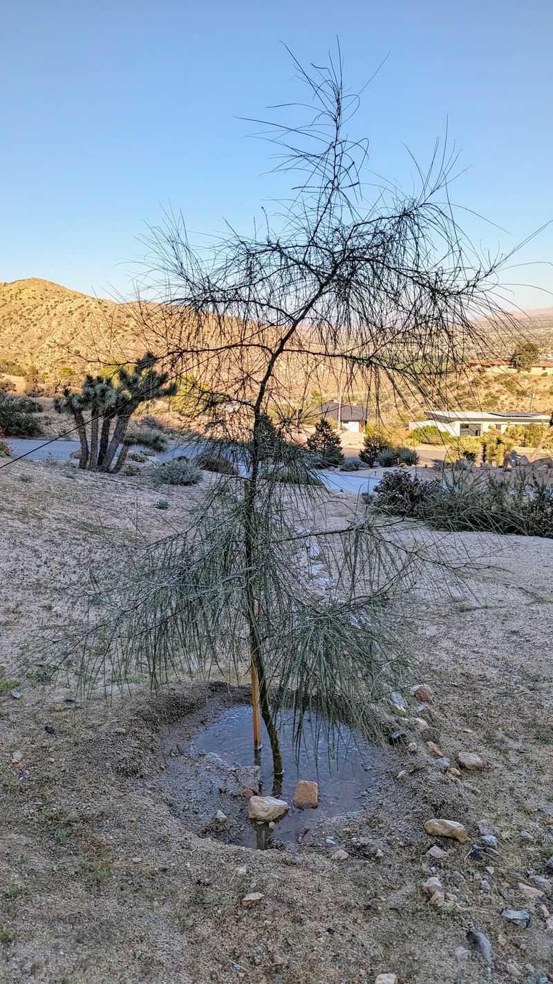 Stress After Overwatering Or Poor Drainage Stress After Overwatering Or Poor Drainage
