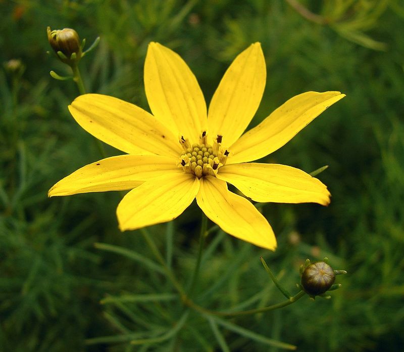 Stretch The Season With Threadleaf Coreopsis Stretch The Season With Threadleaf Coreopsis