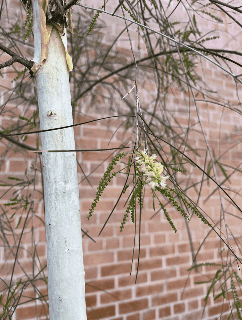 Striking White Bark That Stands Out Year-Round Striking White Bark That Stands Out Year-Round