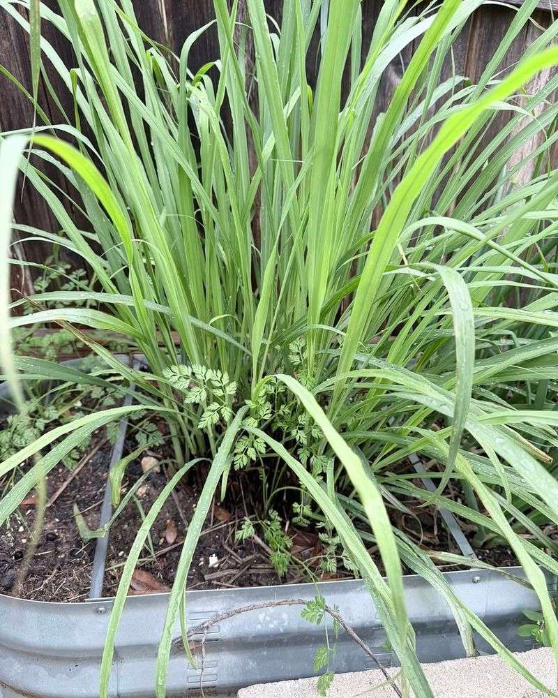 Strong Growth Starts With Plenty Of Sunshine