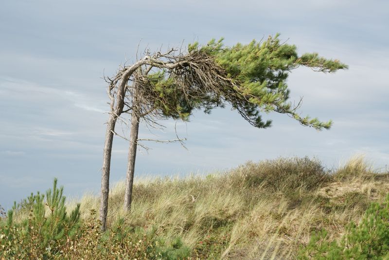 Strong Gusts Snap Young Coastal Branches