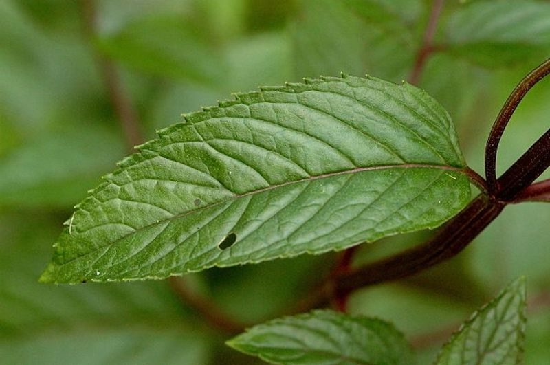 Strong Leaf Oils Create Spearmint's Distinct Scent Strong Leaf Oils Create Spearmint's Distinct Scent
