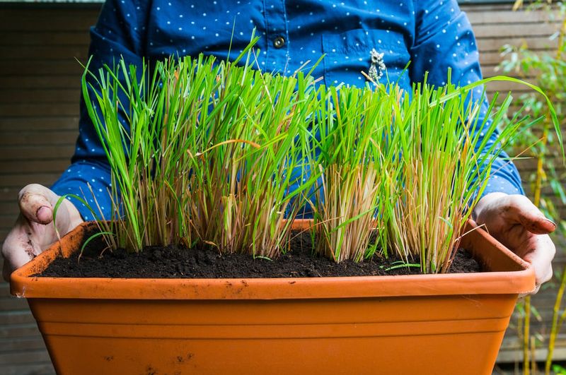 Strong Leaves Can Help Shape A Cleaner Edge Strong Leaves Can Help Shape A Cleaner Edge
