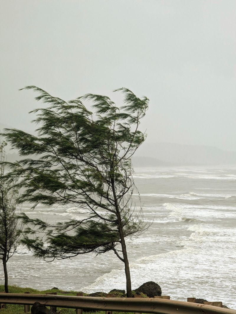 Strong Ocean Winds Dry Out Foliage Quickly Strong Ocean Winds Dry Out Foliage Quickly