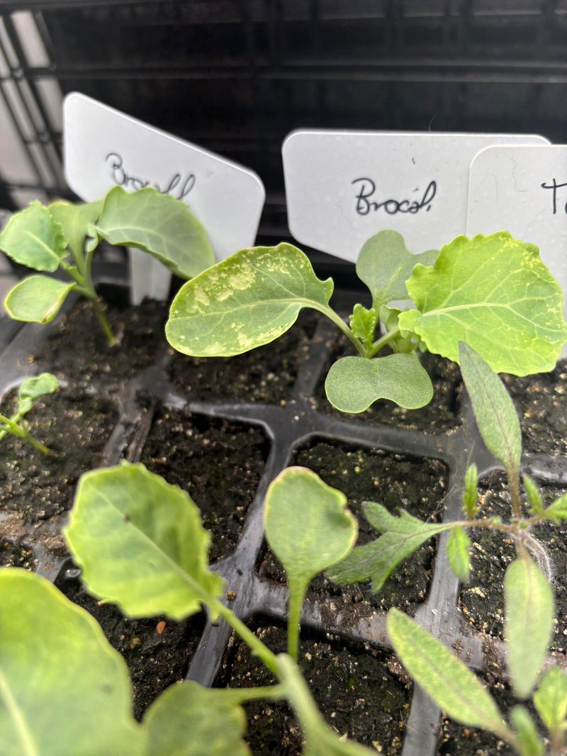Strong Roots Ease Planting