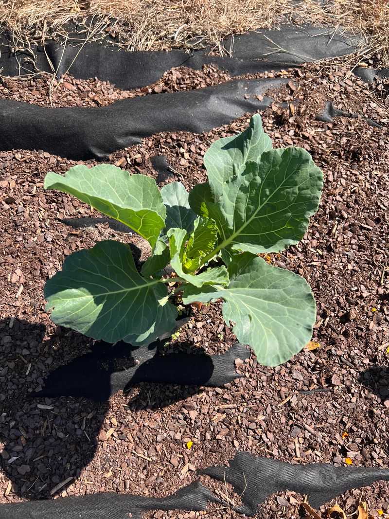 Strong Roots Help Plants Handle Changing Fall Conditions