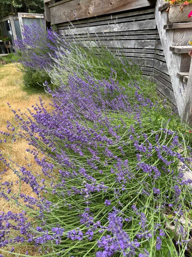 Strong Scent Helps With Mosquitoes Strong Scent Helps With Mosquitoes