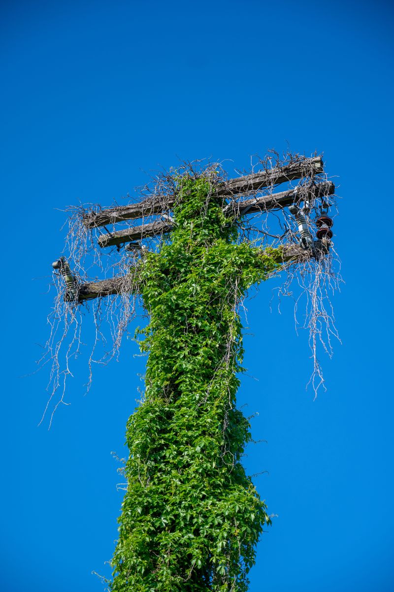 Strong Sunlight Lifts Photosynthesis Rates Strong Sunlight Lifts Photosynthesis Rates
