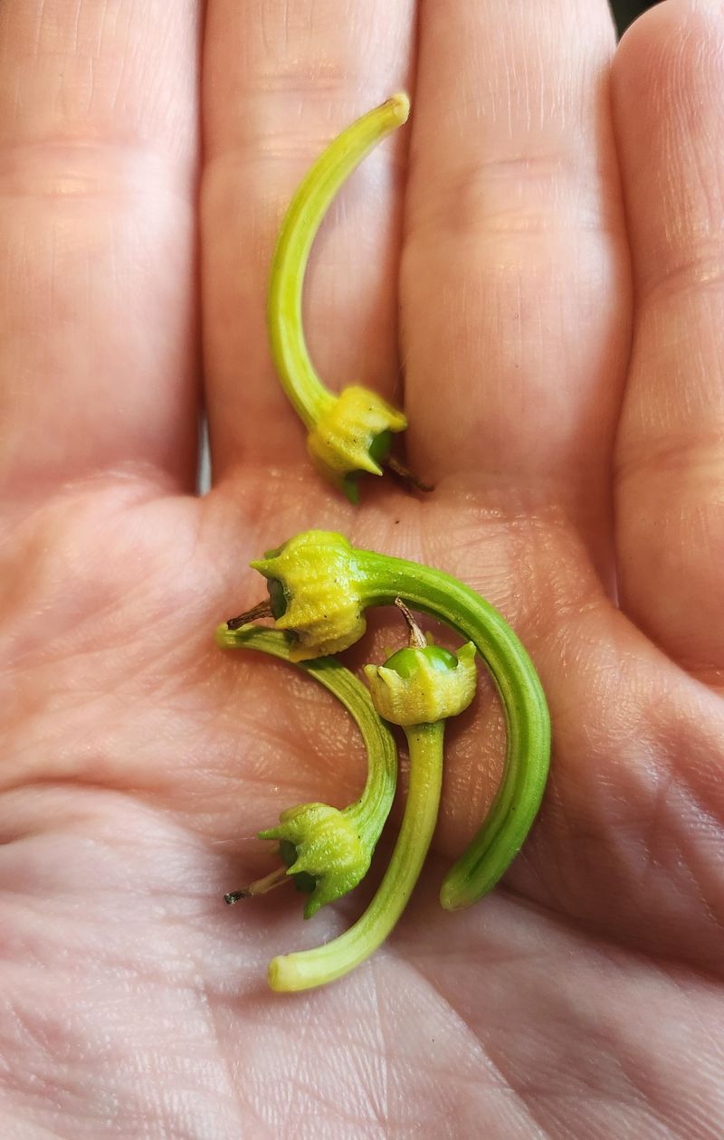 Strong Wind Pulls Moisture From Leaves And Flowers