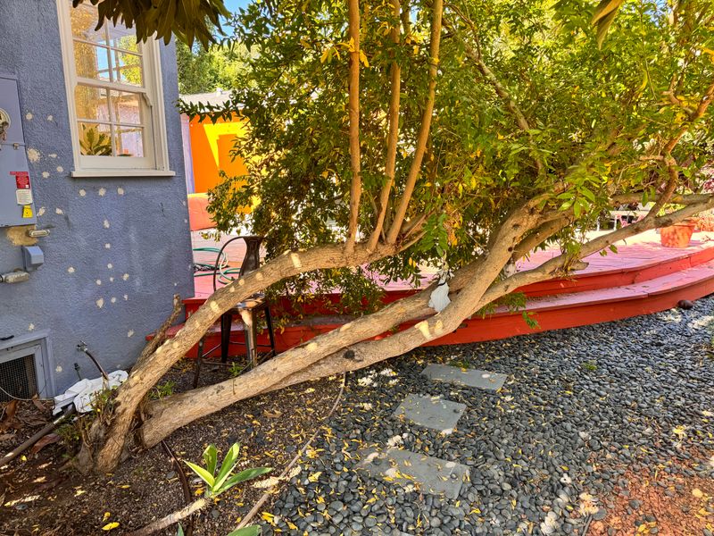 Strong Winds Can Knock Young Fruit Loose