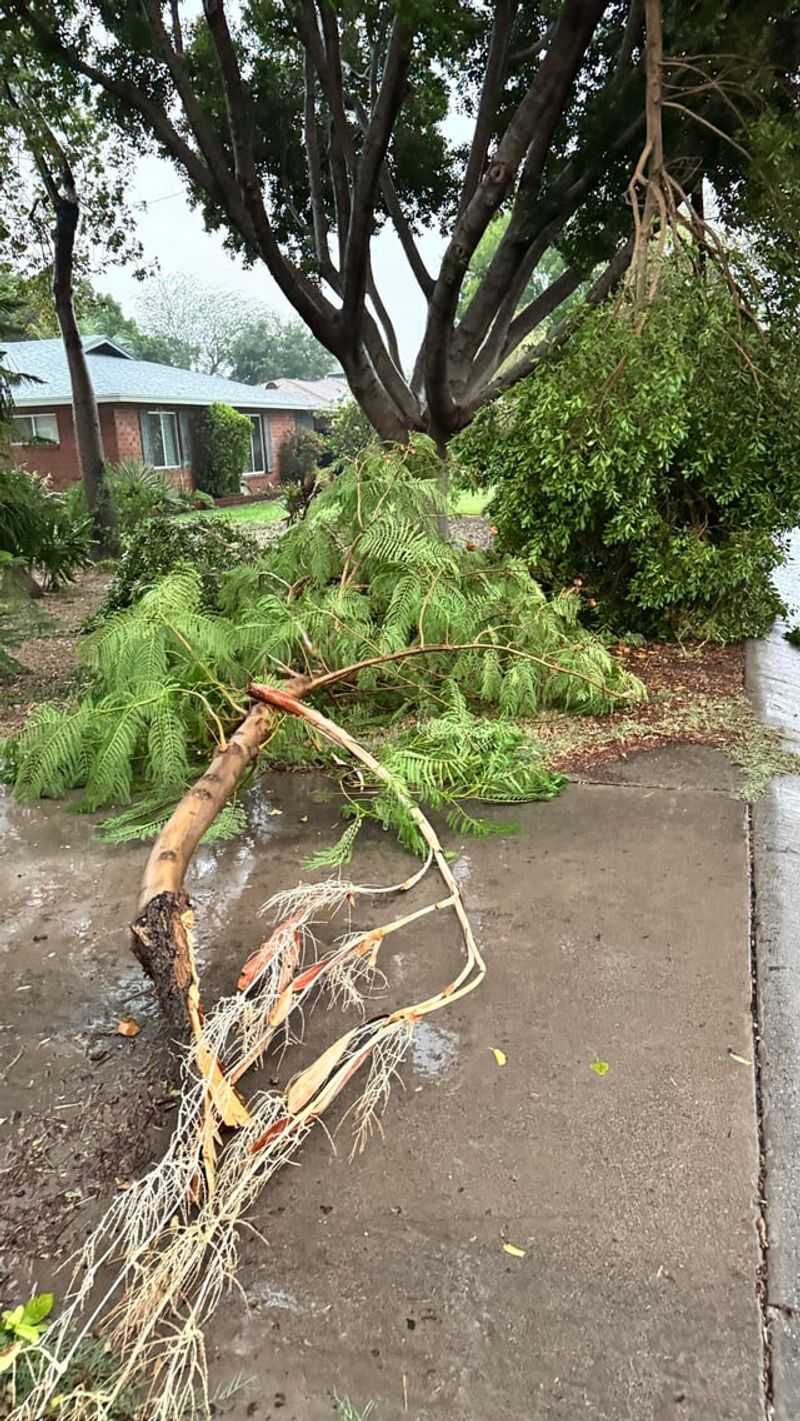 Strong Winds Cause The Most Plant Damage Strong Winds Cause The Most Plant Damage