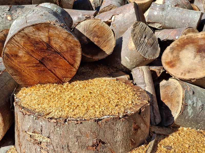 Stump Grinders Shred Wood Cleanly