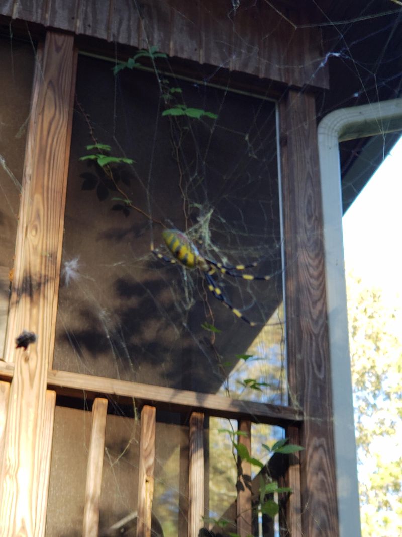 Sturdy Supports Hold Large Webs