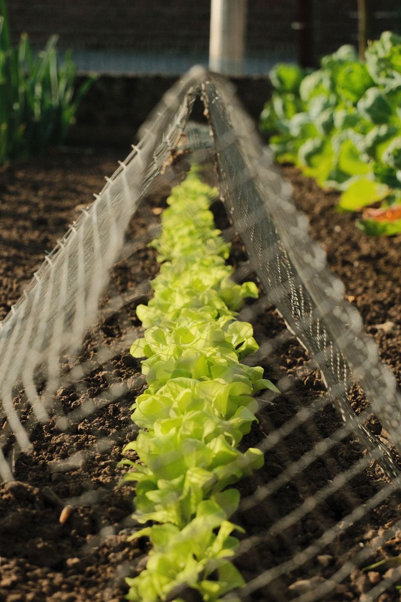 Succession Planting Of Lettuce Every Two Weeks