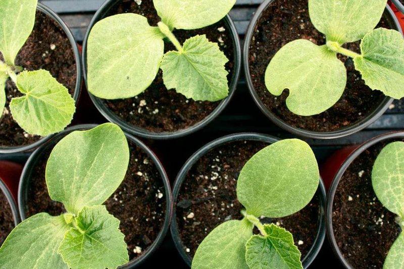 Succession Rows Spread Risk