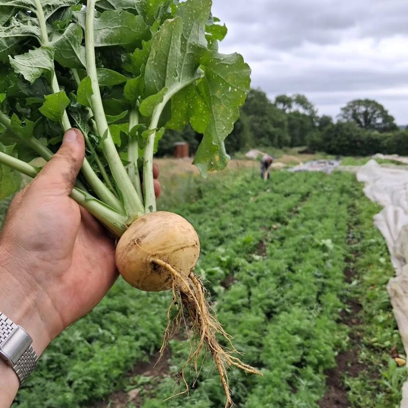 Successive Plantings Can Extend The Harvest Successive Plantings Can Extend The Harvest