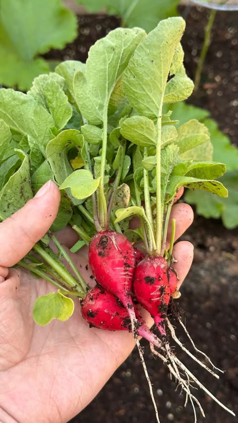 Successive Sowing Creates Several Harvests