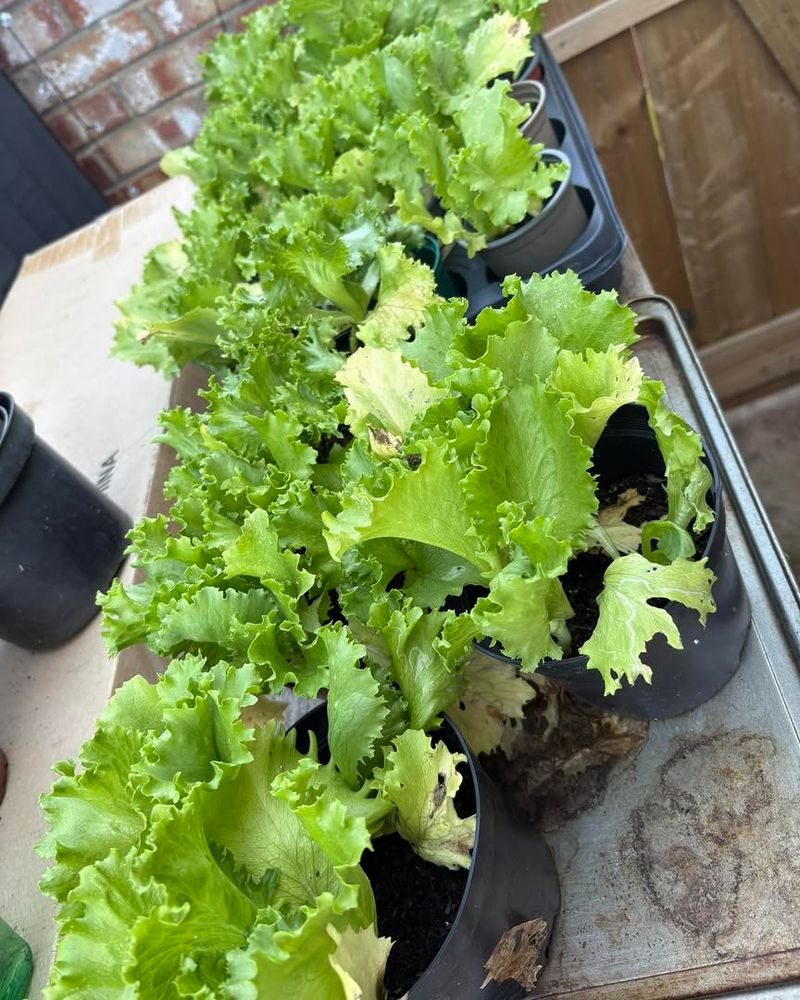 Successive Sowings Prevent One Large Harvest