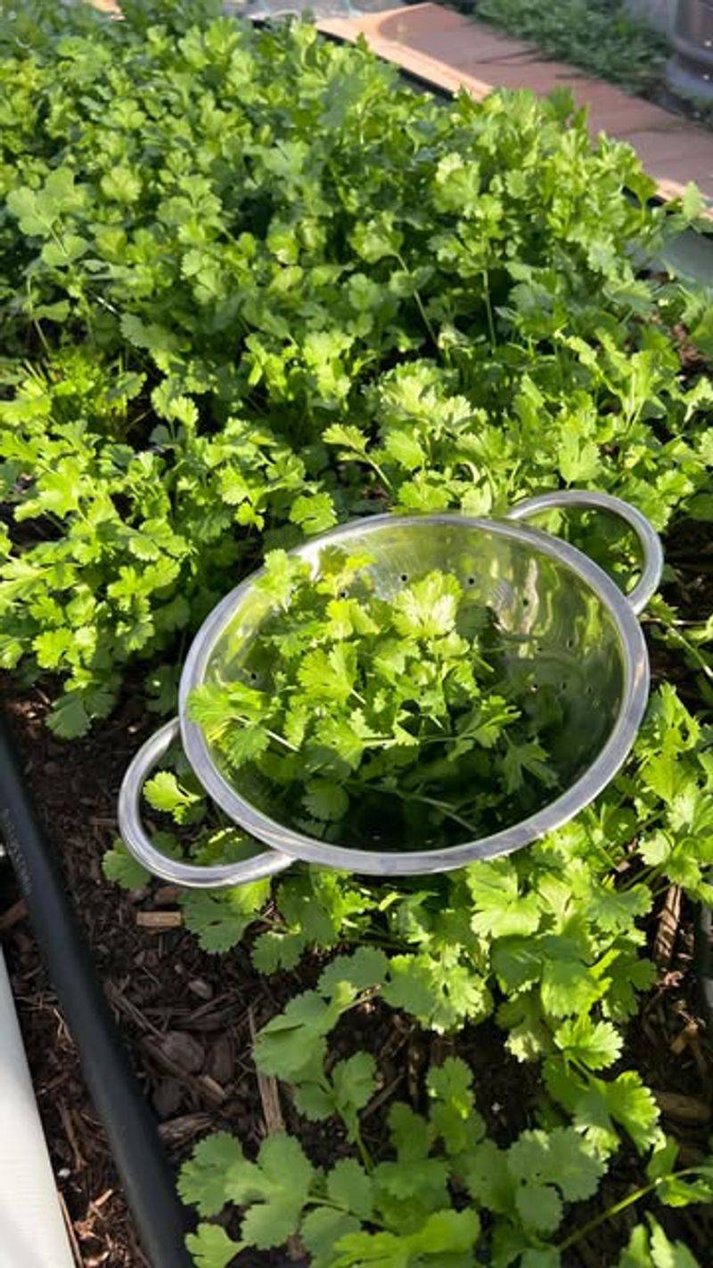 Successive Sowings Provide A Longer Leaf Harvest