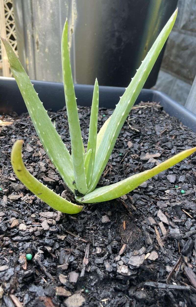 Succulent Stems Store Moisture Succulent Stems Store Moisture