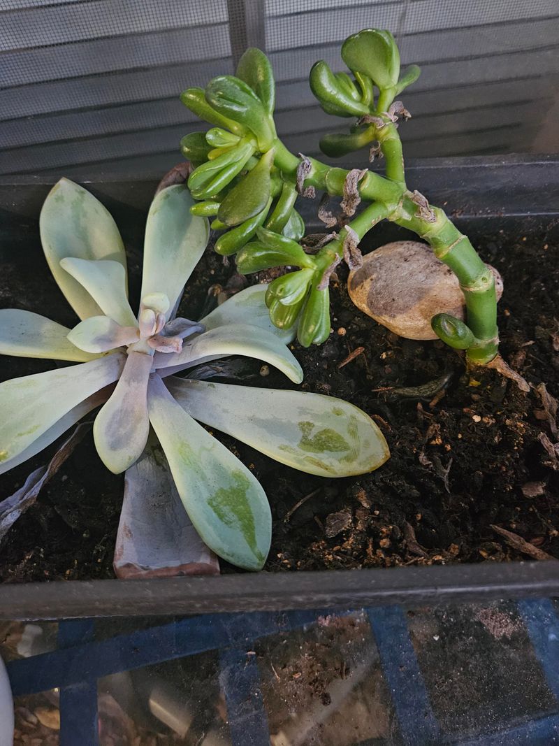Succulents Rot When Grounds Hold Moisture Succulents Rot When Grounds Hold Moisture