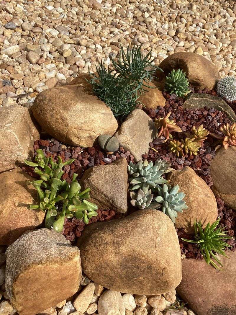 Succulents Still Need Breathing Room