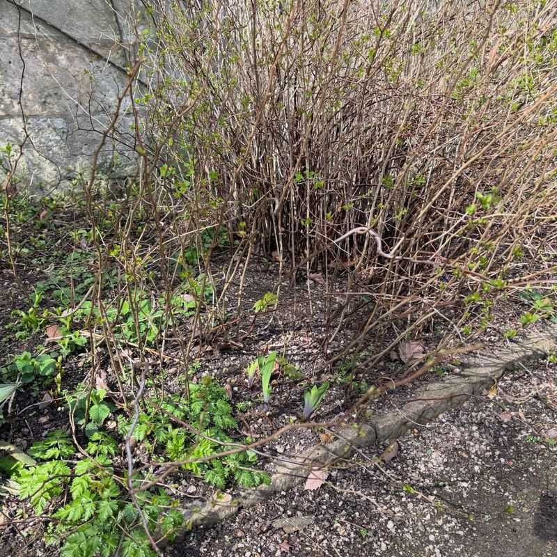 Suckers Fill Bare Gaps Around The Shrub Suckers Fill Bare Gaps Around The Shrub