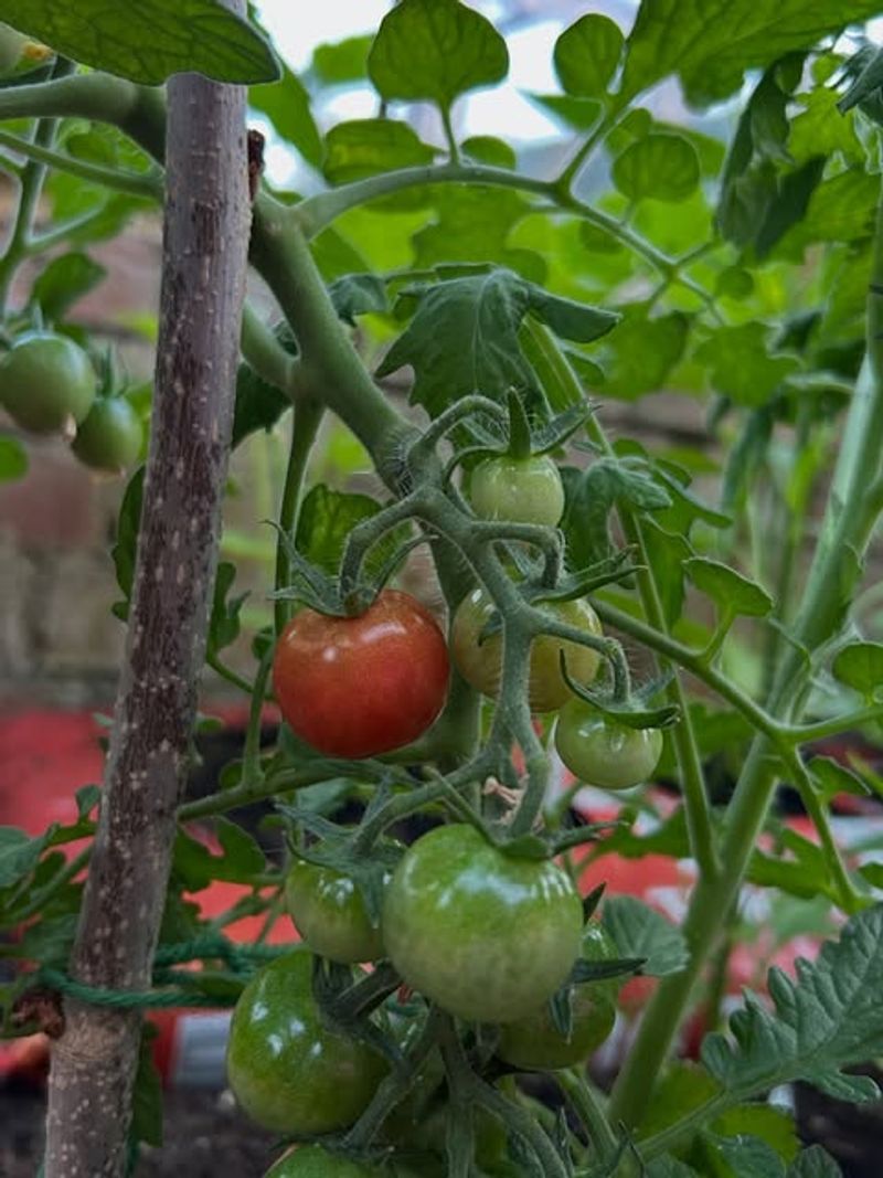 Sudden Rain After Dry Soil Can Crack Fruit Sudden Rain After Dry Soil Can Crack Fruit