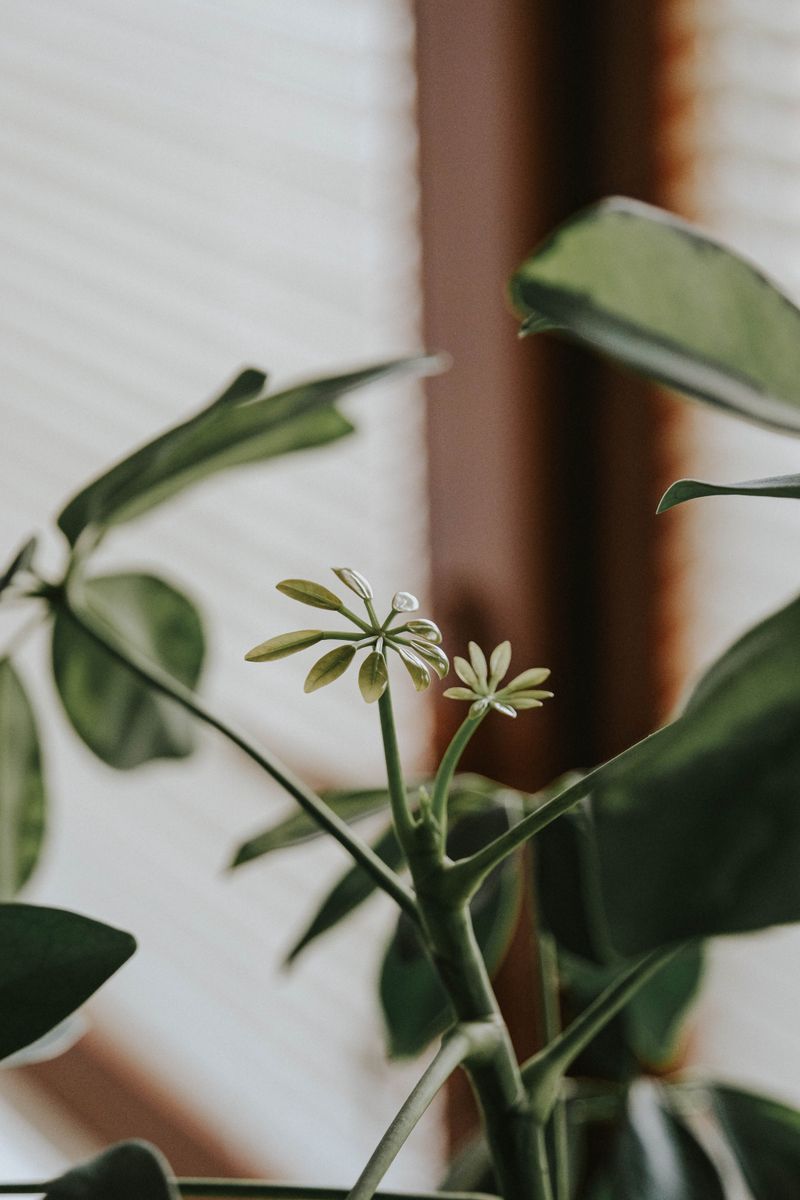 Sudden Temperature Changes Shock The Plant